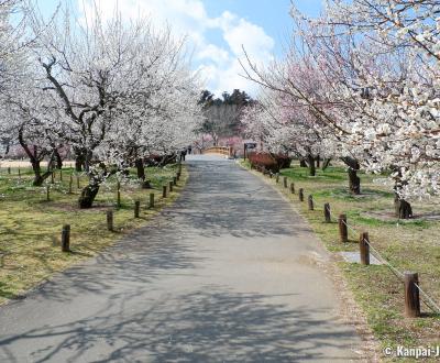 Kairaku-en (Mito), Plum Trees Park