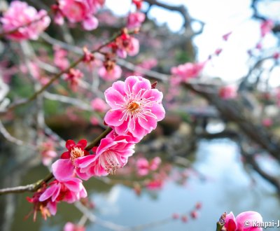 Kairaku-en (Mito), Pink flowers on a Japanese plum tree