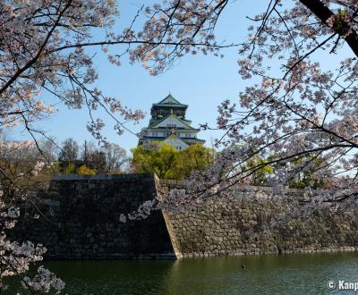 Osaka Castle, View on the blooming cherry trees and the keep