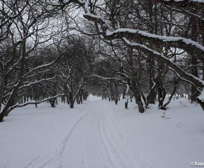 Senjogahara (Nikko), the marshland in winter