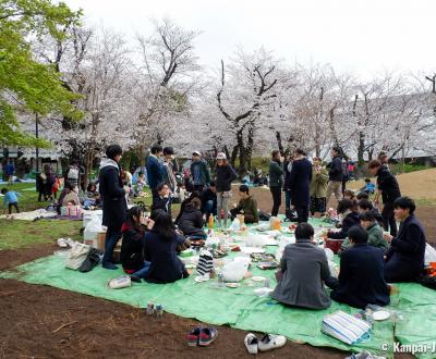 Asukayama Park, Group of young Japanese partying under the cherry trees