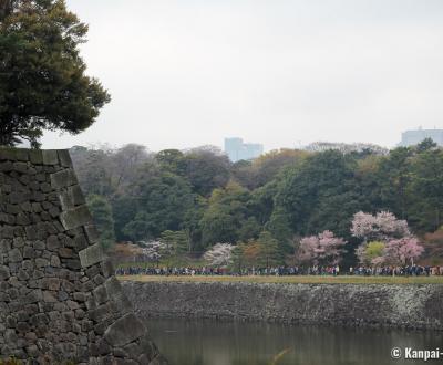 View on Inui-dori street in spring