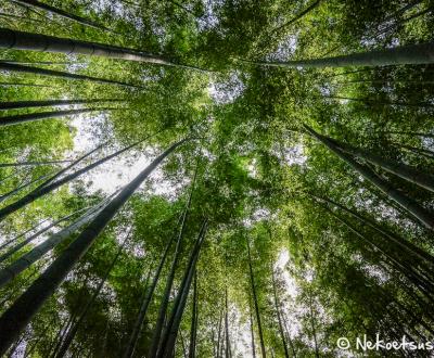 Hokoku-ji temple in Kamakura, Bamboo grove