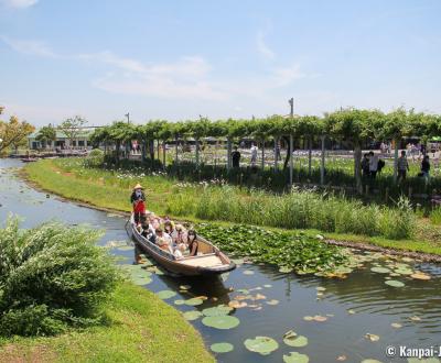 Suigo Sawara Ayame Park (Katori, Chiba), Boat cruise