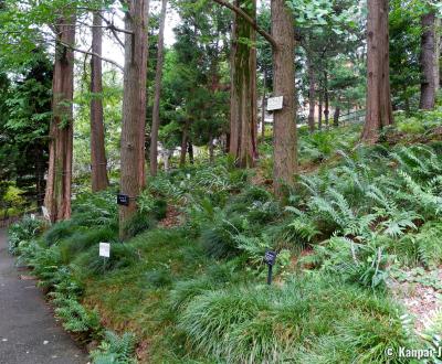 Akatsuka Botanical Garden in Narimasu (Tokyo)