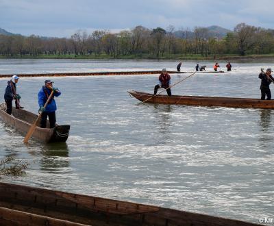 Murakami (Niigata), Traditional net fishing on Miomote River