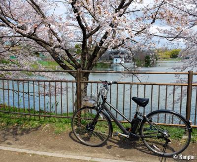 Tsurumi Ryokuchi Park (Osaka), Electric-assisted city bike under the blooming cherry trees