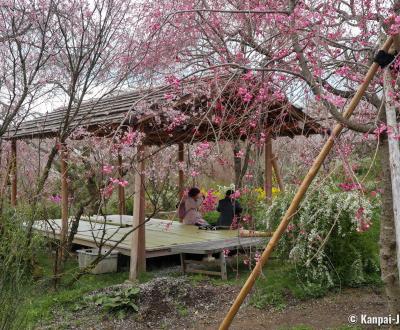 Haradani-en (Kyoto), Wooden shelter to view the blooming cherry trees