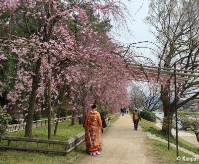 Nakaragi Path, Photo shooting of a traditional wedding during the weeping cherry trees season