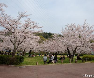 Settsukyo Park (Osaka), Sakura Square and blooming cherrry trees in spring