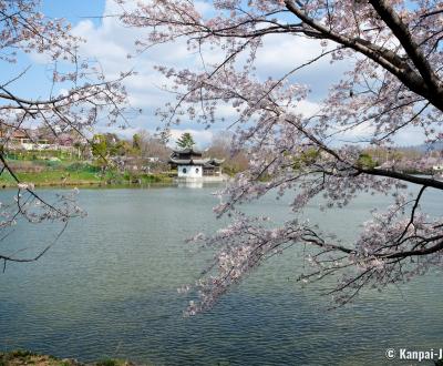 Tsurumi Ryokuchi Park, Oike pond and blooming cherry trees