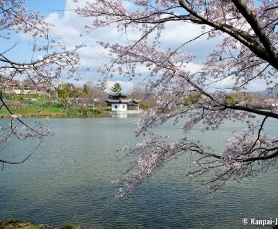 Tsurumi Ryokuchi Park, Oike pond and blooming cherry trees