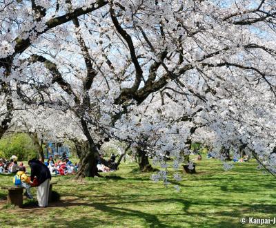 Koishikawa Botanical Gardens (Tokyo), Visitors enjoying picnic under the cherry blossoms in spring
