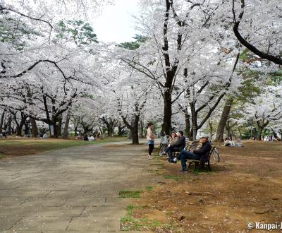 Omiya Park (Saitama), Strolling under the blooming cherry trees in spring