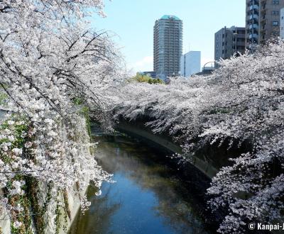 Blooming cherry trees on the Kanda River from Omokage-bashi Bridge