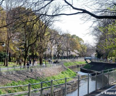 Zenpukuji-gawa (Tokyo), River bordered by the blooming cherry trees in spring