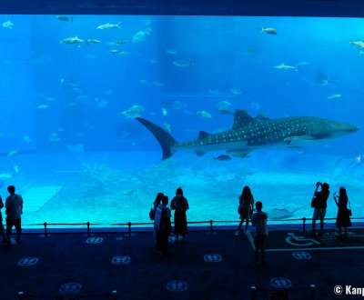 Okinawa Churaumi Aquarium, Kuroshio Sea water tank and whale shark