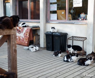 Tashirojima (Ishinomaki), Cats at Shima no Eki cafe and store's doorstep