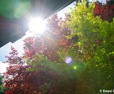 Hozan-ji (Nara), Sunlight beaming through red and green maple trees' foliage in the temple's grounds