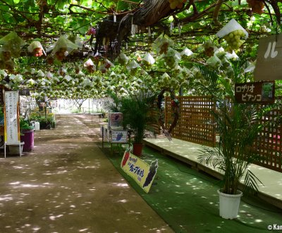 Fruit Picking at the farm in Shirone Grape Garden in Niigata