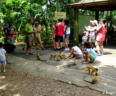 Yaimamura (Ishigaki), Meeting with the squirrel-monkeys