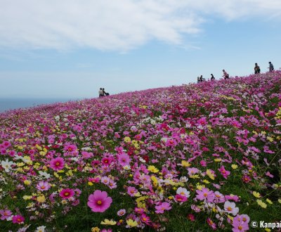 Awaji Hanasajiki, Cosmos flower field in autumn