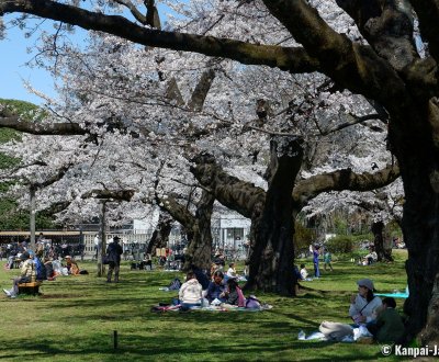 Koganei Park (Tokyo), People enjoying the blooming cherry trees in spring