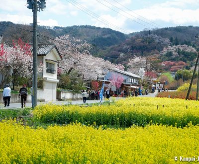Hanamiyama Park (Fukushima), Flowering rapeseed fields and blooming cherry trees