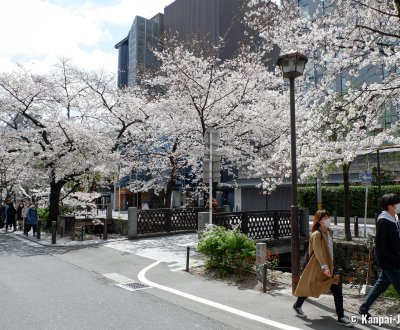 Kiyamachi-dori (Kyoto), Blooming cherry trees along Takase Canal
