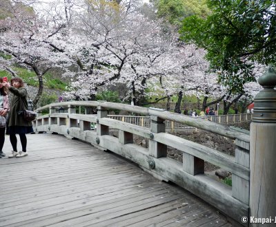 Oji (Tokyo), Otonashi Shinsui Koen Park and blooming Japanese cherry trees