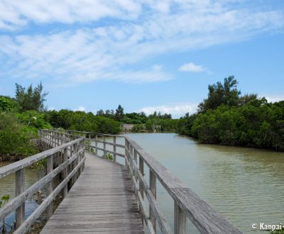 Shimajiri Mangrove (Miyako-jima), View on the forest from the stilt walkboard