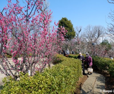 Hanegi Park (Setagaya, Tokyo), Plum trees in bloom in February and early March