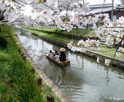 Shingashi-gawa (Kawagoe), Boat cruise on the river during the sakura season