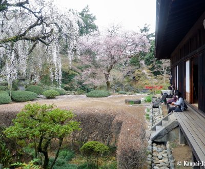 Kita-in (Kawagoe), View of the garden's blooming cherry trees from the temple's indoor