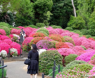 Bunkyo Tsutsuji Matsuri (Tokyo), Azalea garden at Nezu-jinja shrine