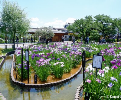  Horikiri Shobu-en (Tokyo), View on the garden during the iris season (June)