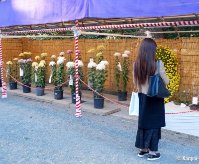 Meiji-jingu (Tokyo), Chrysanthemum exhibition for Kiku Matsuri