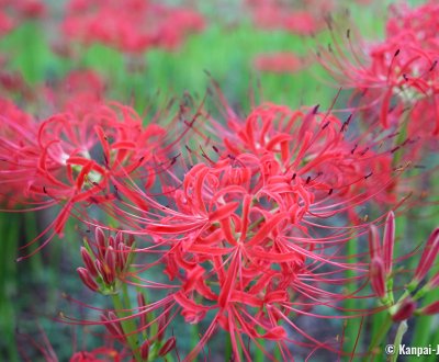 Kinchakuda Manjushage (Saitama), Red spider lilies blooming in late September