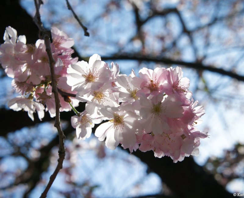 Japanese sakura cherry blossom in the beginning of spring Japanese sakura cherry blossom in the beginning of spring