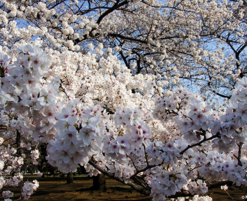 Shinjuku Gyoen (Tokyo), Cherry blossoms in spring 7