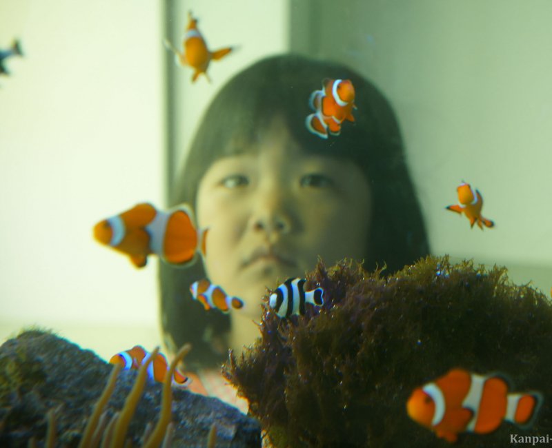 Kaiyukan Aquarium (Osaka), Japanese little girl visiting 2 Kaiyukan Aquarium (Osaka), Japanese little girl visiting 2