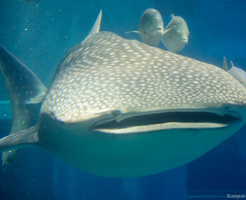 Kaiyukan Aquarium (Osaka), Whale shark mascot Kaiyukan Aquarium (Osaka), Whale shark mascot