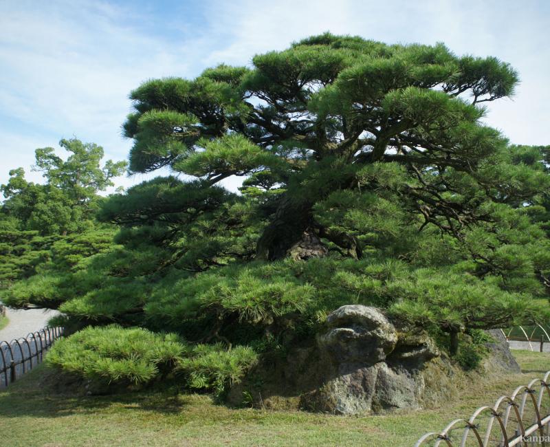 Ritsurin Koen (Takamatsu), Centuries-old pine tree