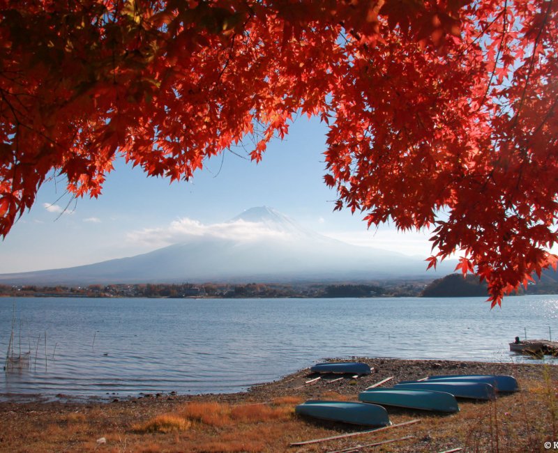 Lake Kawaguchi (Mount Fuji), View on the red maple trees and the mountain in autumn