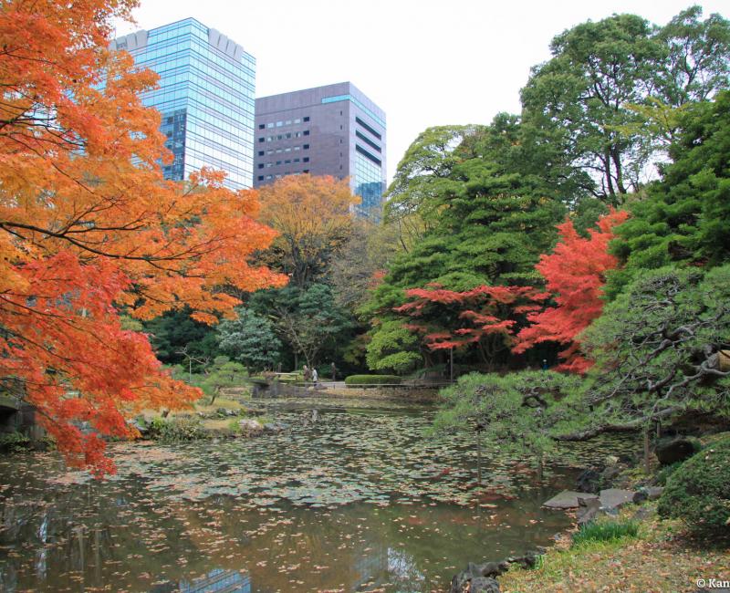 Koishikawa Korakuen (Tokyo) in autumn and modern buildings 2