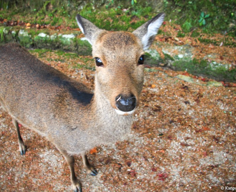 Momijidani Park (Miyajima), Friendly shika deer Momijidani Park (Miyajima), Friendly shika deer