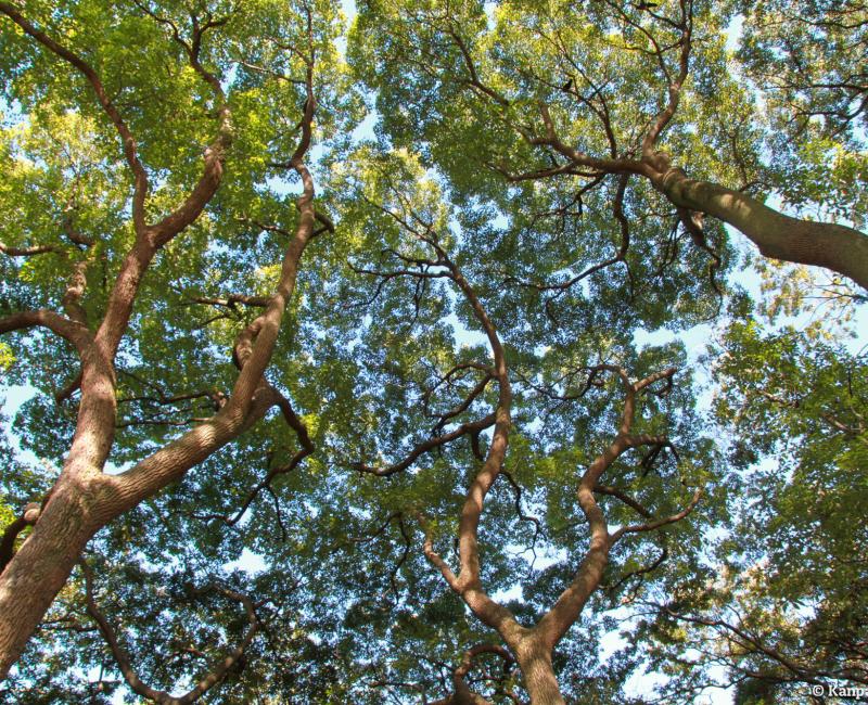 Hamarikyu Garden (Tokyo), Trees