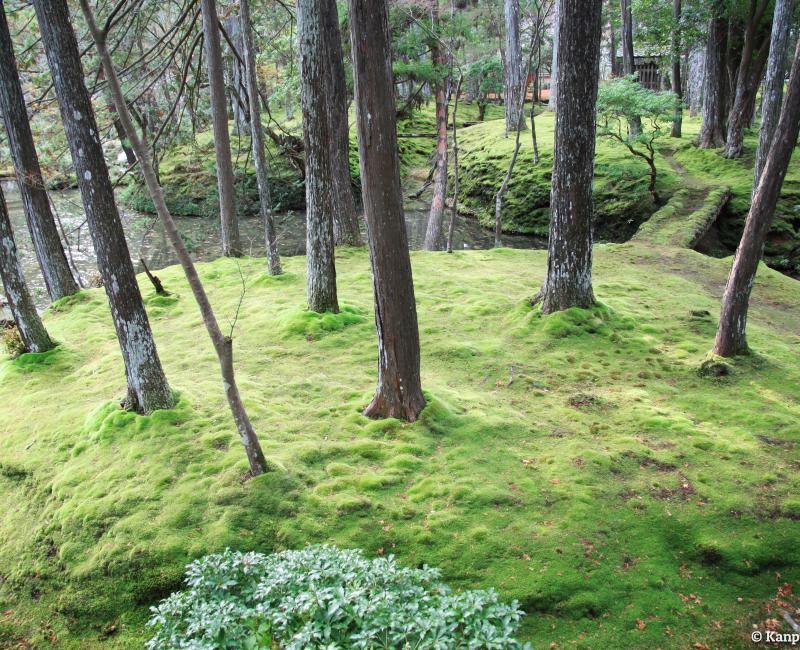 Saiho-ji Koke-dera temple (Kyoto), Moss garden in autumn 2 Saiho-ji Koke-dera temple (Kyoto), Moss garden in autumn 2