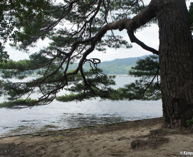 Amanohashidate, A pine tree on the white sand beach