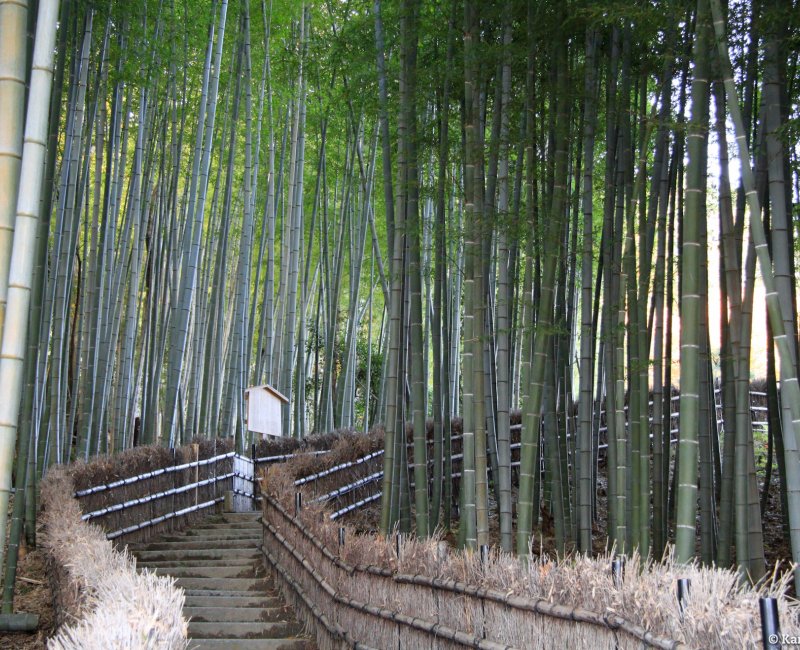 Adashino Nenbutsu-ji (Kyoto), Bamboo forest Adashino Nenbutsu-ji (Kyoto), Bamboo forest